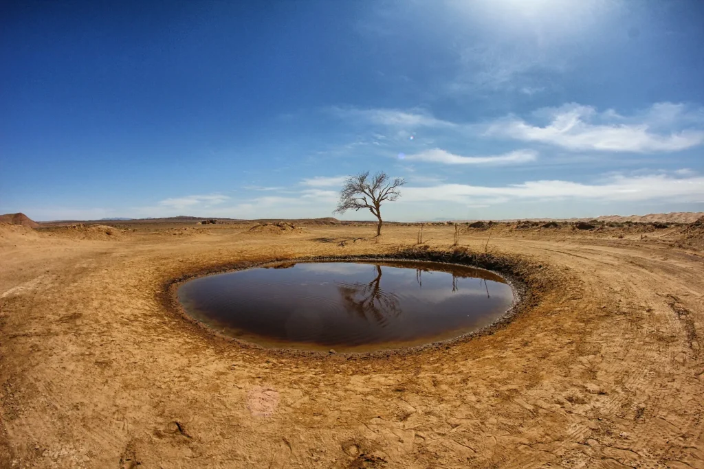 تک درخت چاه عروس