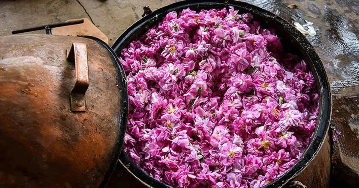 Rose picking season - فصل گلاب گیری
